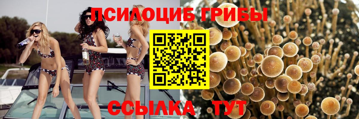 Клинцы  Псилоцибиновые грибы Magic Shrooms  Вход с VPN  Псилоцибиновые грибы Cubensis 